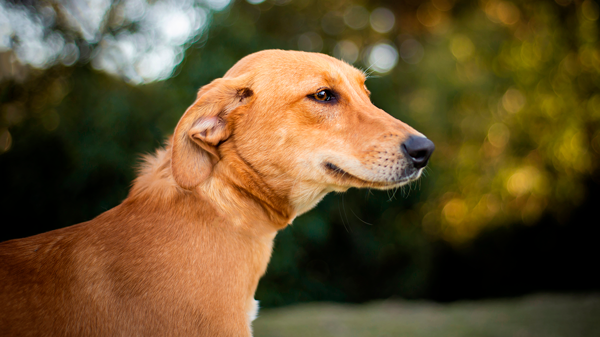 México reconhece cachorro caramelo como raça mexicana