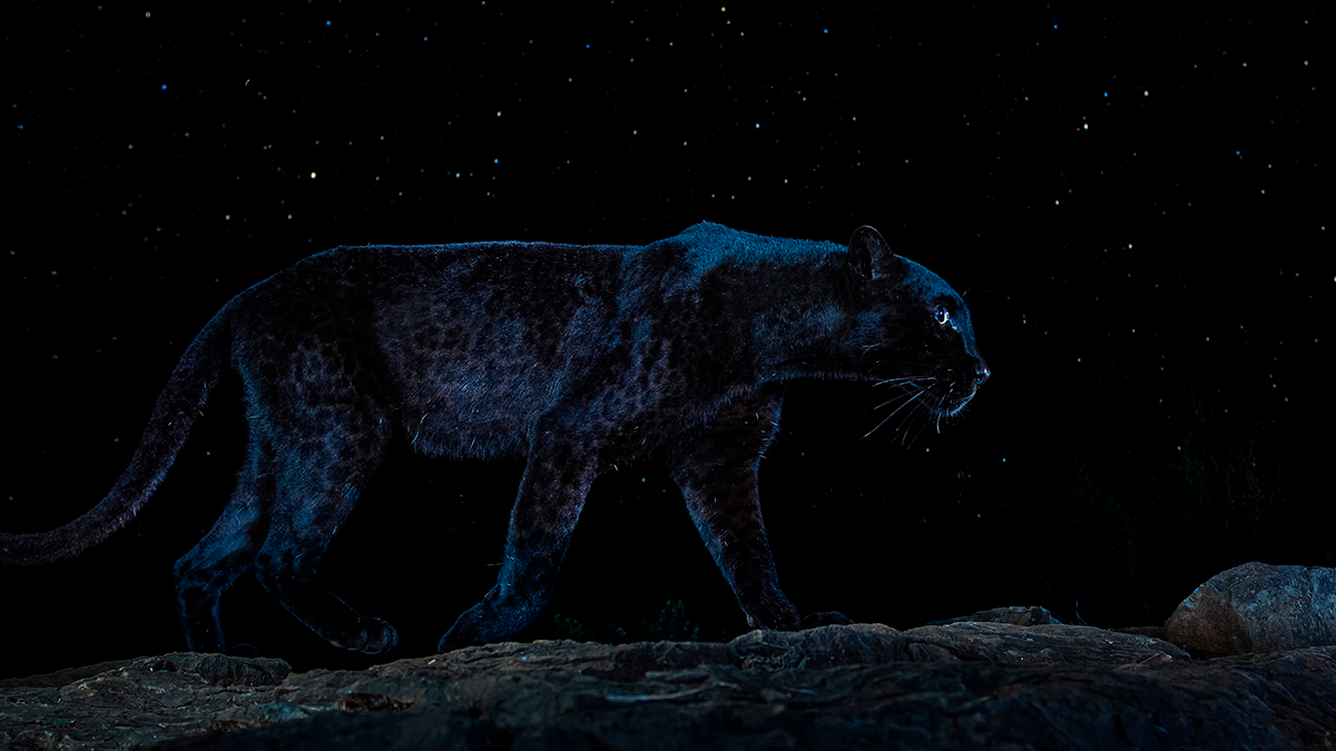 Registro Raro: Leopardo-negro é fotografado sob o céu noturno